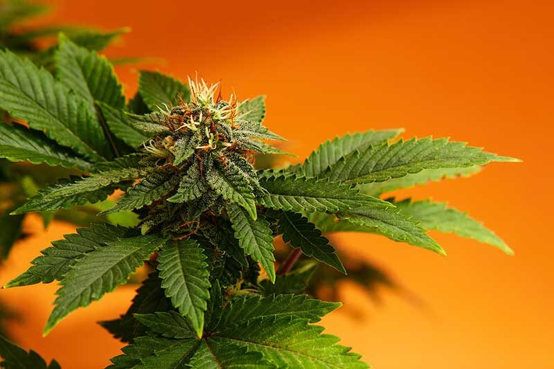 | Massachusetts Green Retail Indica Strain Effects