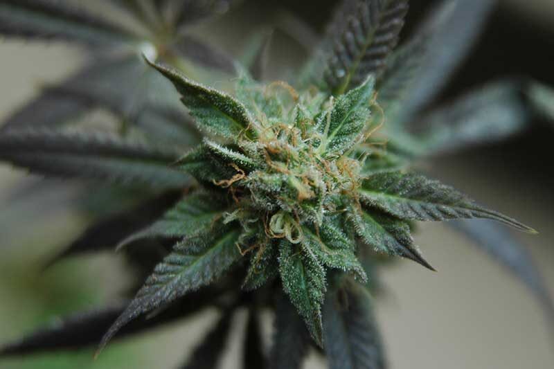 | Massachusetts Green Retail dispensary north shore cannabis guide for beginners