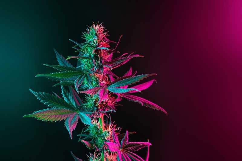 | Massachusetts Green Retail hybrid strain effects