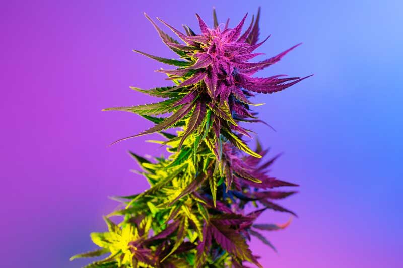 | Massachusetts Green Retail sativa strain effects