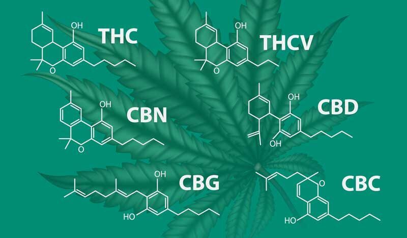 | Massachusetts Green Retail what are cannabinoids - molecular diagrams