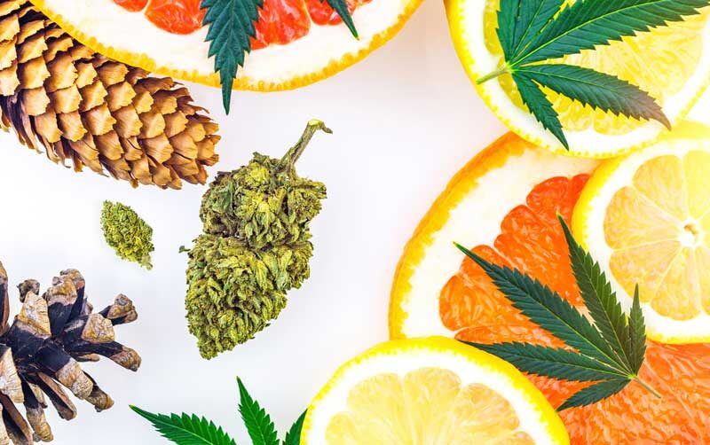 | Massachusetts Green Retail what are cannabis terpenes